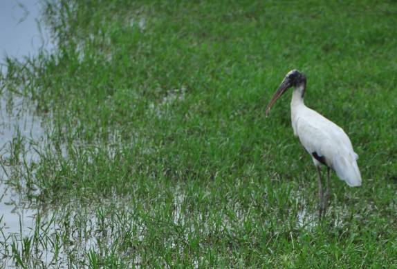 Cegonha no Hato El Cedral, na região dos llanos, na Venezuela